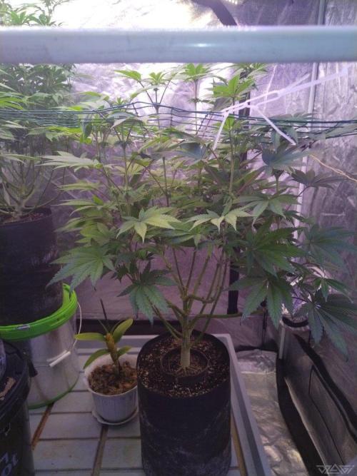 Ukhta. Fruit Gum. Week 16