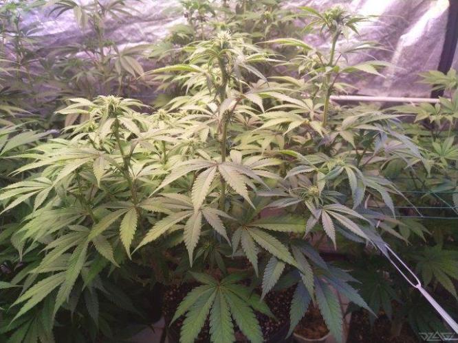 Ukhta. Fruit Gum. Week 16