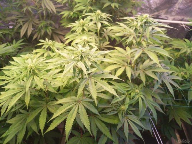 Ukhta. Fruit Gum. Week 16