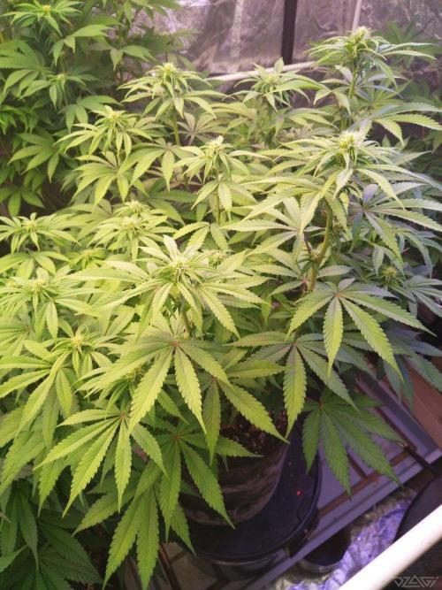 Ukhta. Fruit Gum. Week 16