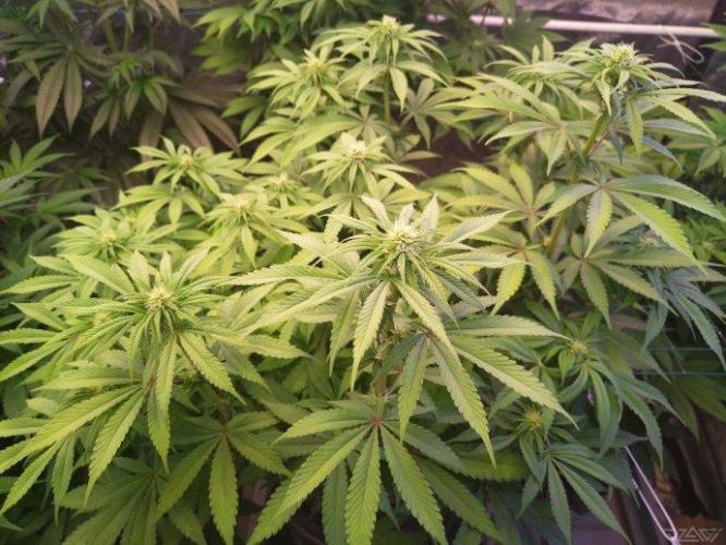 Ukhta. Fruit Gum. Week 16