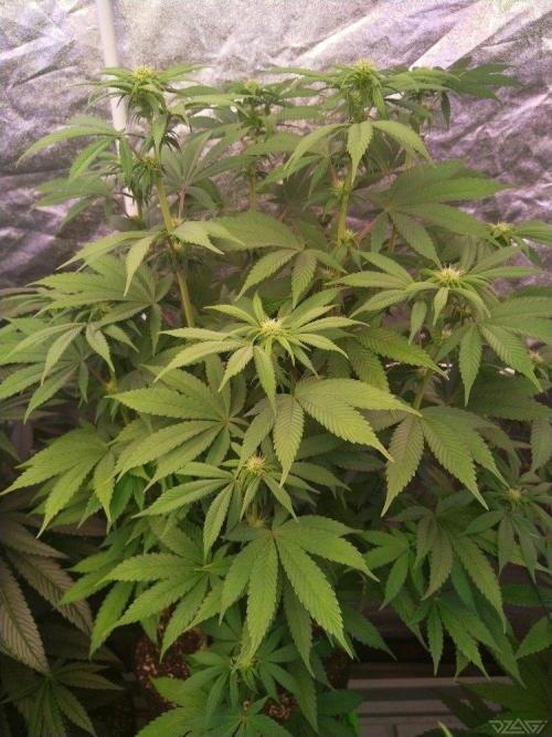 Ukhta. Fruit Gum. Week 16