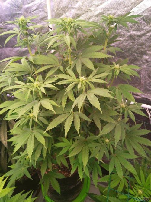 Ukhta. Fruit Gum. Week 16