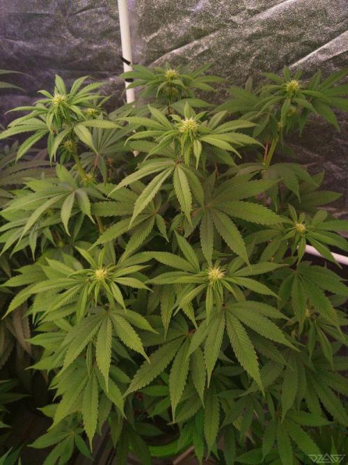 Ukhta. Fruit Gum. Week 16