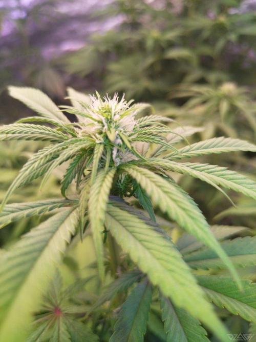 Ukhta. Fruit Gum. Week 16