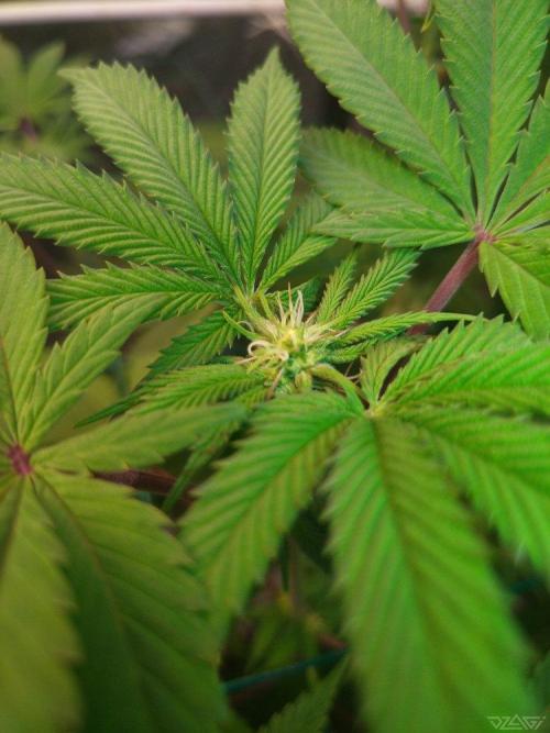 Ukhta. Fruit Gum. Week 16