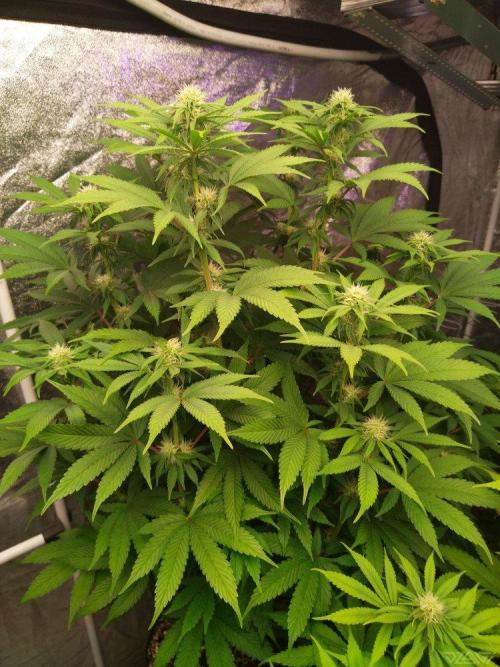 Ukhta. Fruit Gum. Week 17