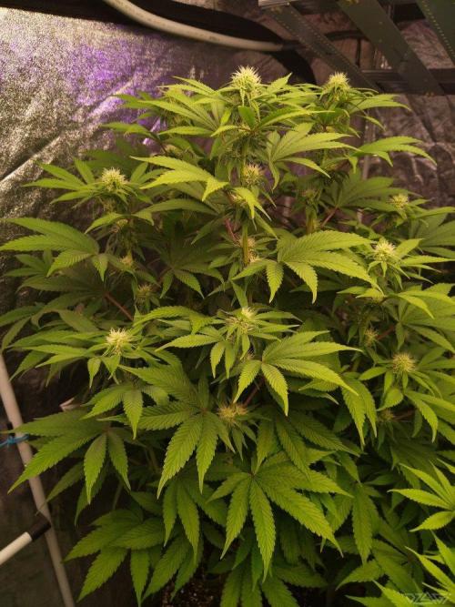 Ukhta. Fruit Gum. Week 17