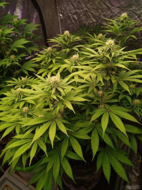 Ukhta. Fruit Gum. Week 17