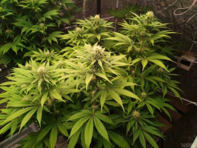 Ukhta. Fruit Gum. Week 17