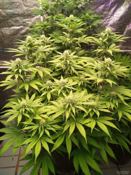 Ukhta. Fruit Gum. Week 17