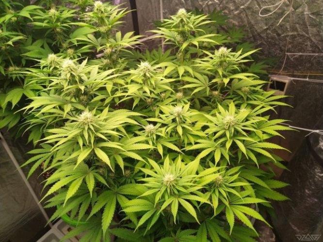 Ukhta. Fruit Gum. Week 17