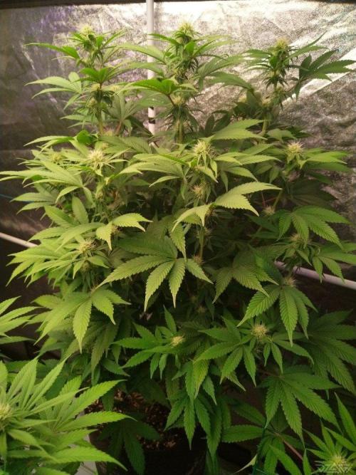 Ukhta. Fruit Gum. Week 17