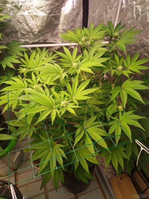 Ukhta. Fruit Gum. Week 17