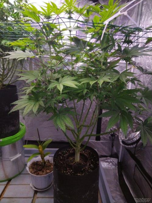 Ukhta. Fruit Gum. Week 17