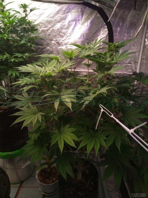 Ukhta. Fruit Gum. Week 17