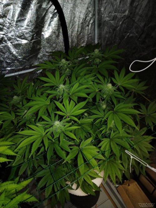 Ukhta. Fruit Gum. Week 17