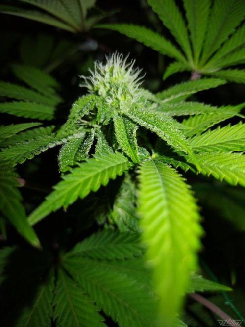 Ukhta. Fruit Gum. Week 17