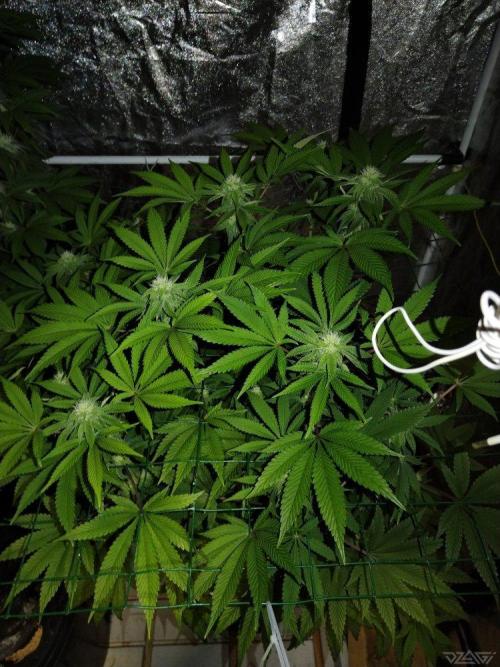 Ukhta. Fruit Gum. Week 17