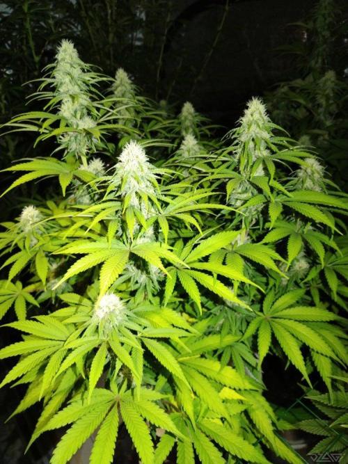 Ukhta. Fruit Gum. Week 17