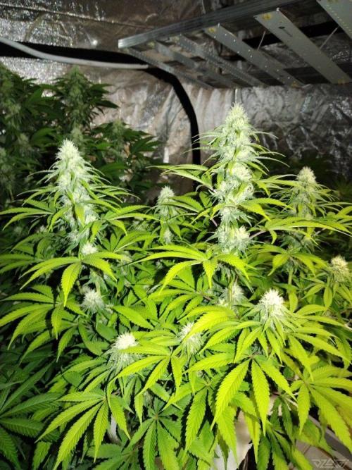 Ukhta. Fruit Gum. Week 17