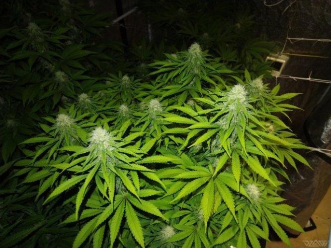 Ukhta. Fruit Gum. Week 17