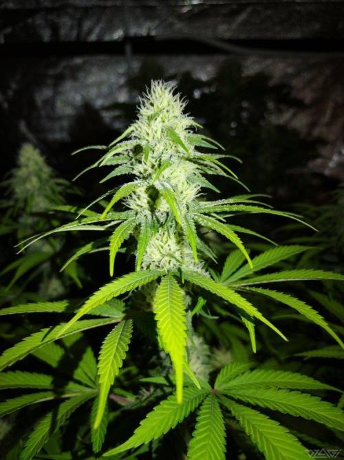 Ukhta. Fruit Gum. Week 17