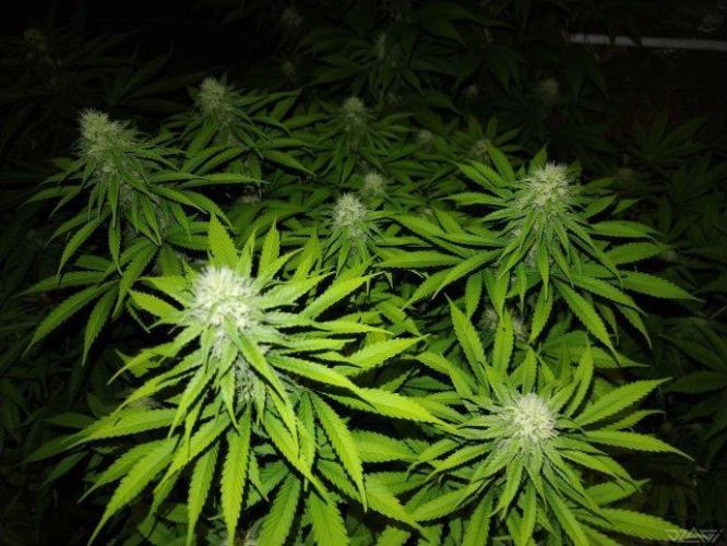 Ukhta. Fruit Gum. Week 17