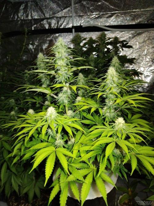 Ukhta. Fruit Gum. Week 17