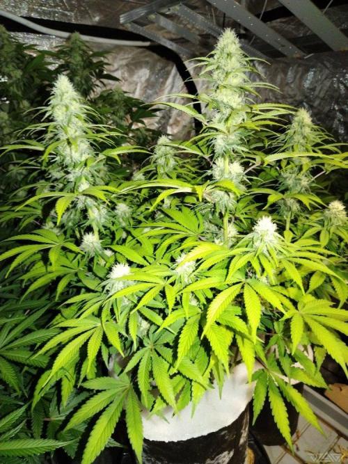 Ukhta. Fruit Gum. Week 17