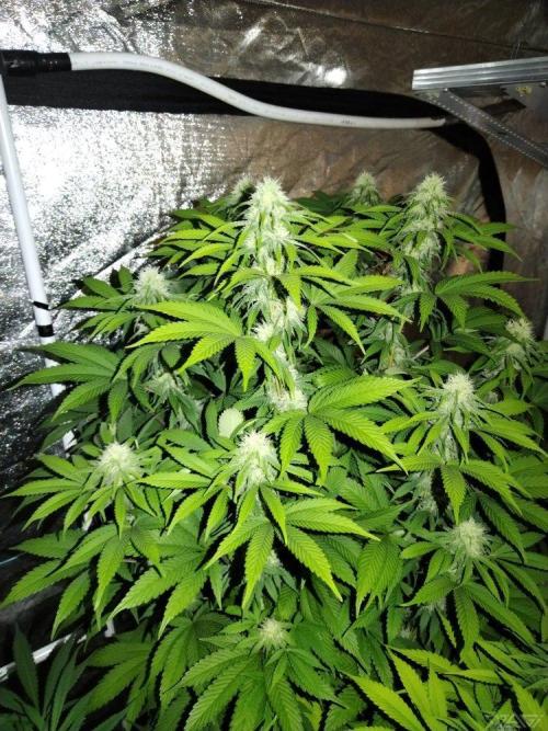 Ukhta. Fruit Gum. Week 17