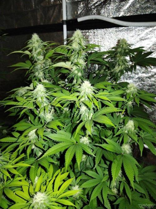 Ukhta. Fruit Gum. Week 17