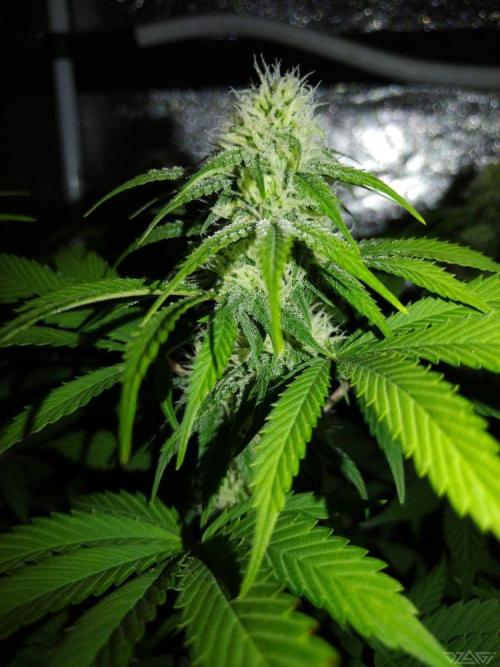 Ukhta. Fruit Gum. Week 17