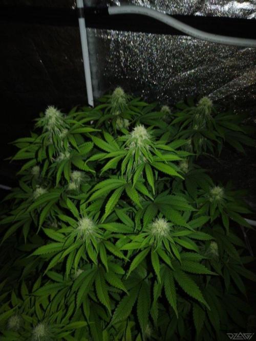 Ukhta. Fruit Gum. Week 17