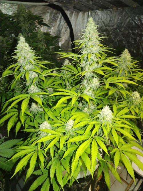 Ukhta. Fruit Gum. Week 18