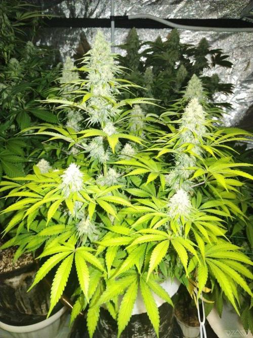 Ukhta. Fruit Gum. Week 18