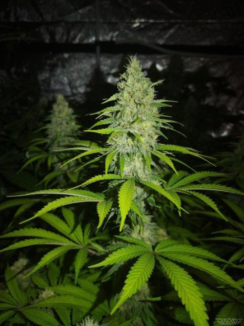 Ukhta. Fruit Gum. Week 18