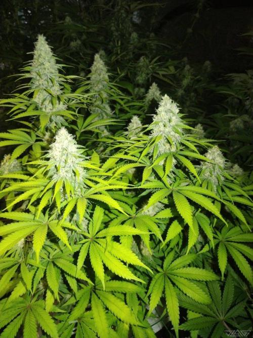 Ukhta. Fruit Gum. Week 18