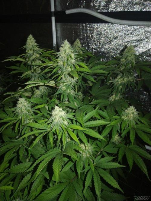 Ukhta. Fruit Gum. Week 18