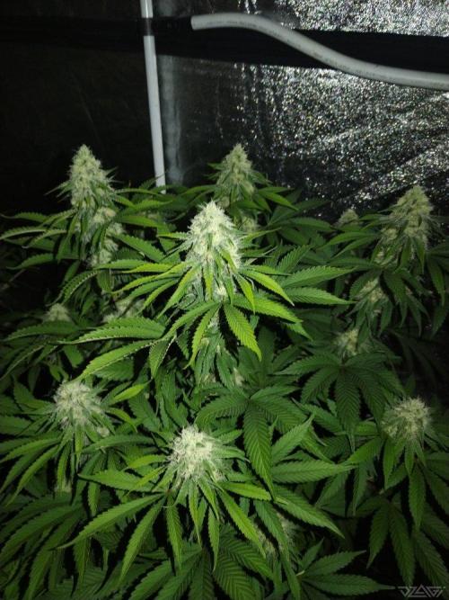 Ukhta. Fruit Gum. Week 18