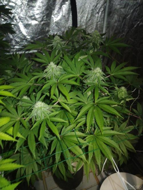 Ukhta. Fruit Gum. Week 18