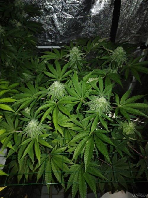 Ukhta. Fruit Gum. Week 18