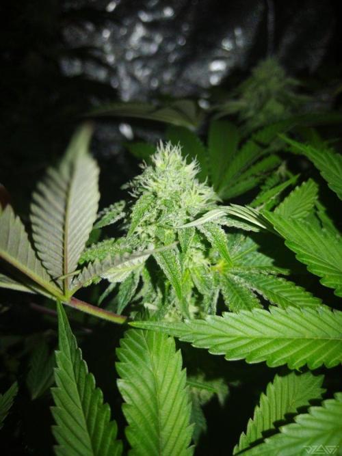 Ukhta. Fruit Gum. Week 18