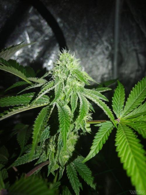 Ukhta. Fruit Gum. Week 18