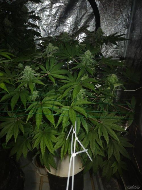 Ukhta. Fruit Gum. Week 18