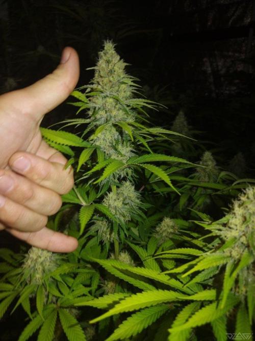 Ukhta. Fruit Gum. Week 18