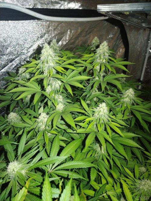 Ukhta. Fruit Gum. Week 18