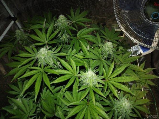 Ukhta. Fruit Gum. Week 18