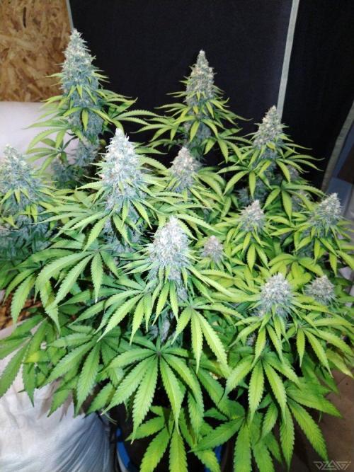 Ukhta. Fruit Gum. Week 19