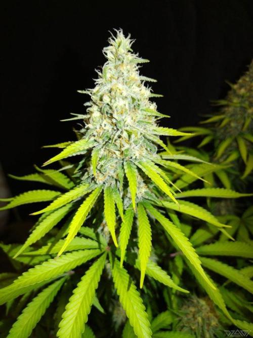 Ukhta. Fruit Gum. Week 19